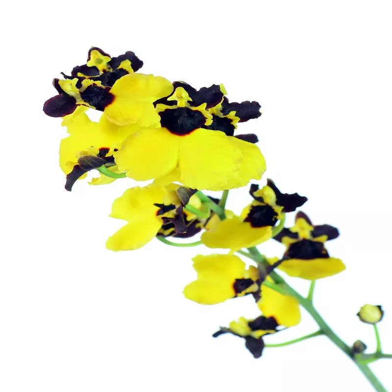 oncidium-carbon Oncidium Carbon