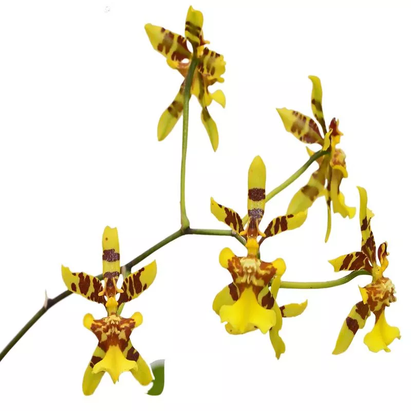 Oncidium heterodactylum