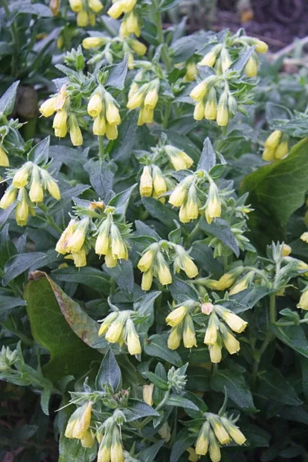 onosma-echioides Onosma echioides