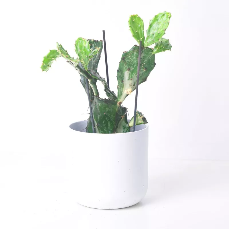 opuntia-jamaica-ghost Opuntia ‘Jamaica Ghost’