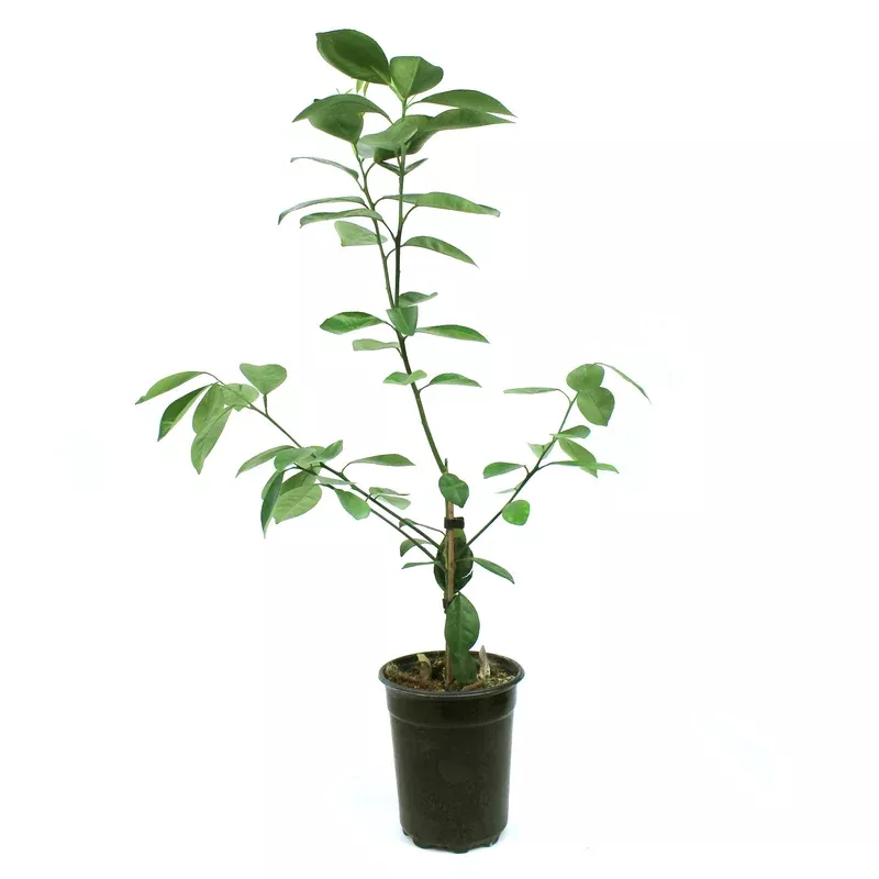orange-5in-calamondin Orange 5in Calamondin