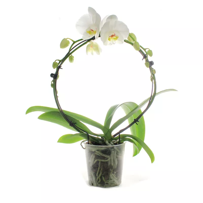 Orchid 5in Phalaenopsis Infinity Circle