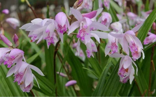 orchid-fervor Orchid Fervor