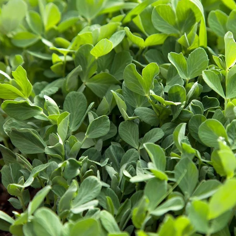 organic-4010-peas-raw-lb Organic 4010 Peas Raw (lb)