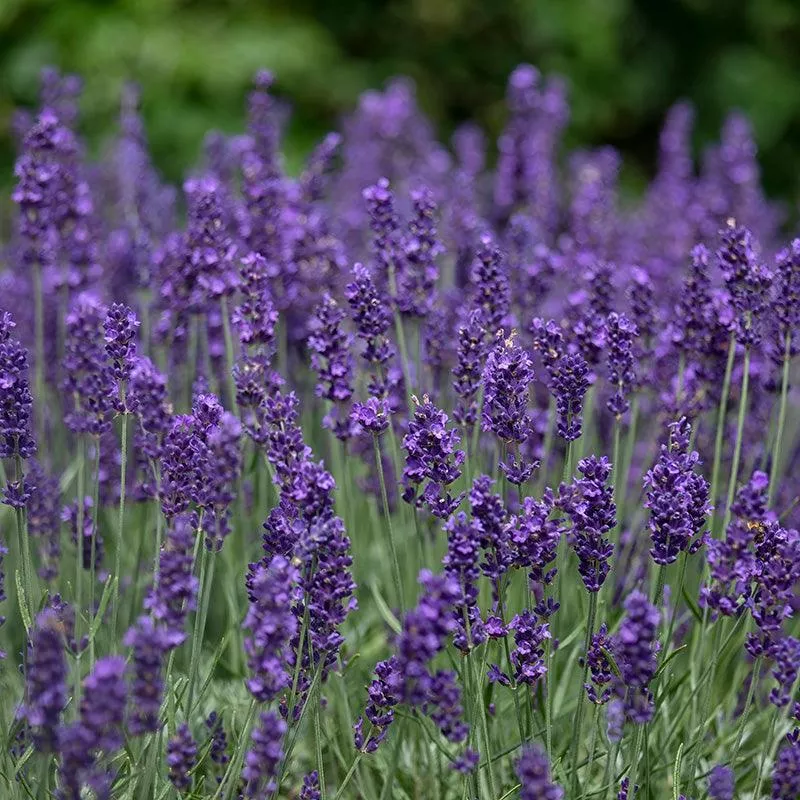 organic-hidcote-lavender Organic Hidcote Lavender