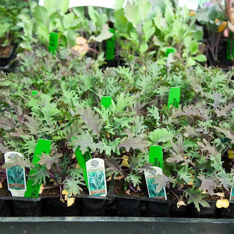 organic-red-russian-kale Organic Red Russian Kale