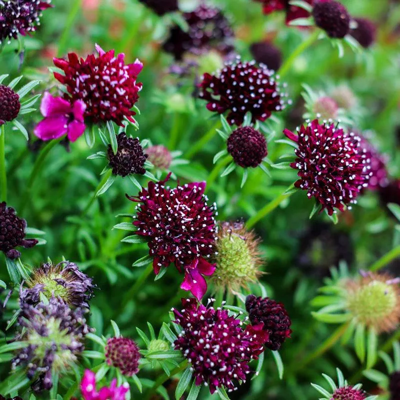 organic-scabiosa-mix Organic Scabiosa Mix