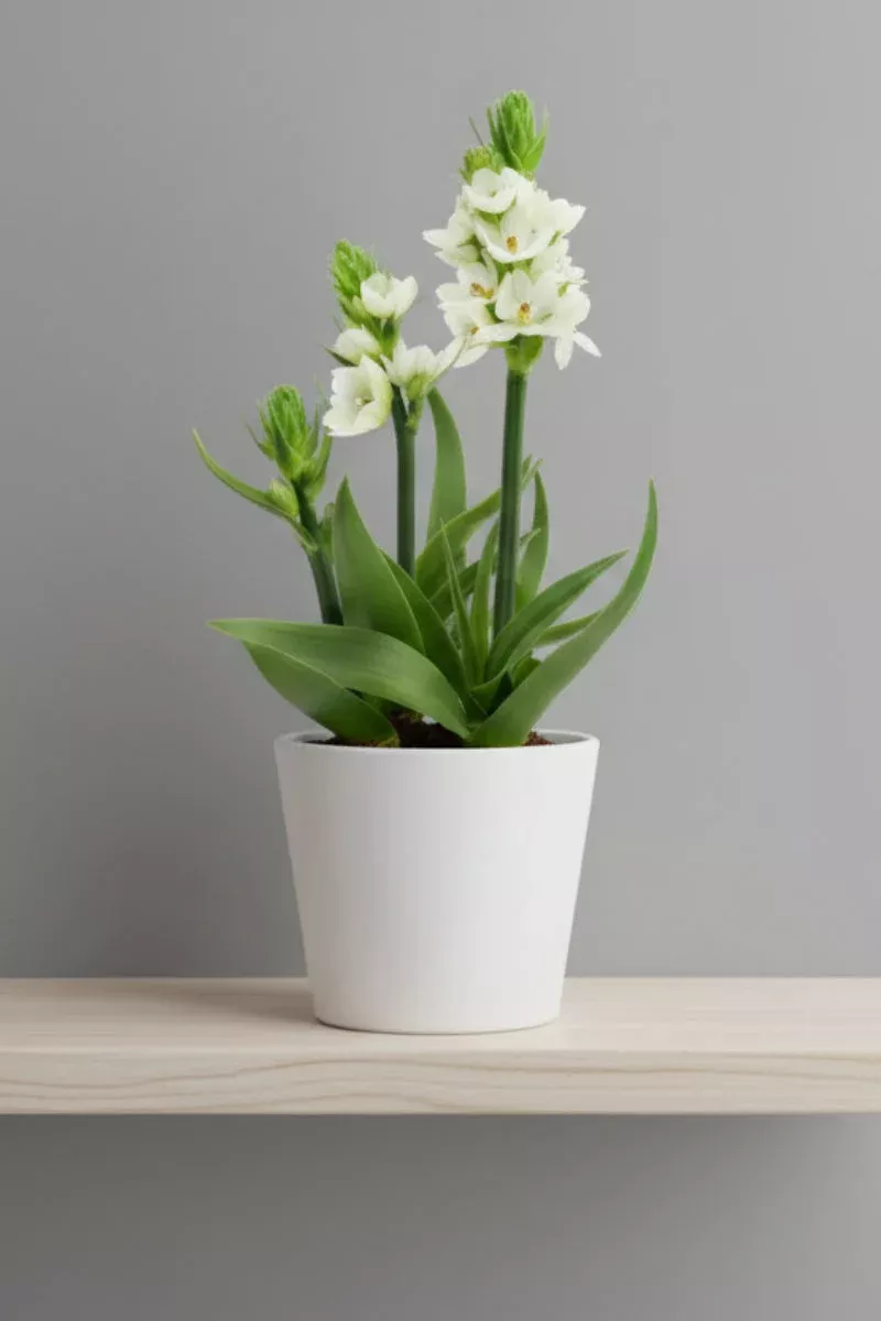 ornithogalum-white-4 Ornithogalum, White 4″