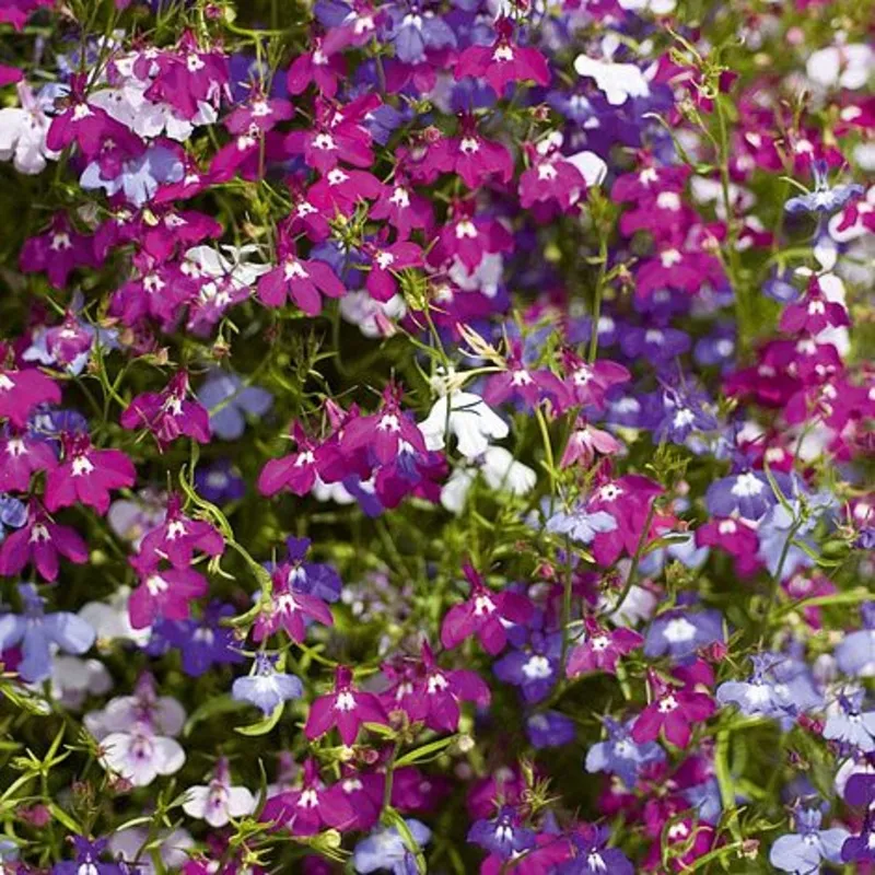 osc-cascade-mixture-multi-coloured-lobelia-seeds-packet OSC Cascade Mixture Multi-Coloured Lobelia Seeds – Packet