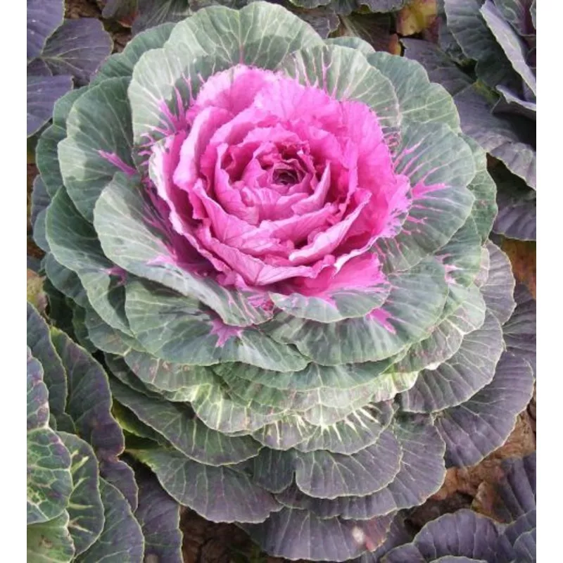 osc-fall-colour-flowering-cabbage-seeds-packet OSC Fall Colour Flowering Cabbage Seeds – packet