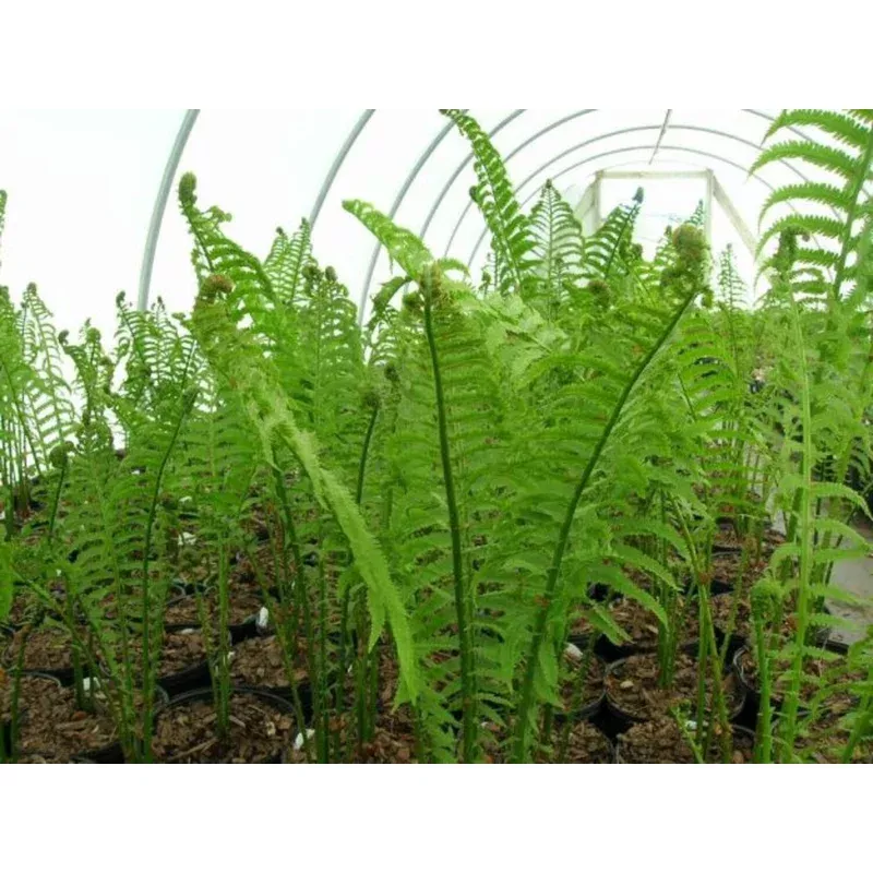 ostrich-fern ‘Ostrich’ Fern