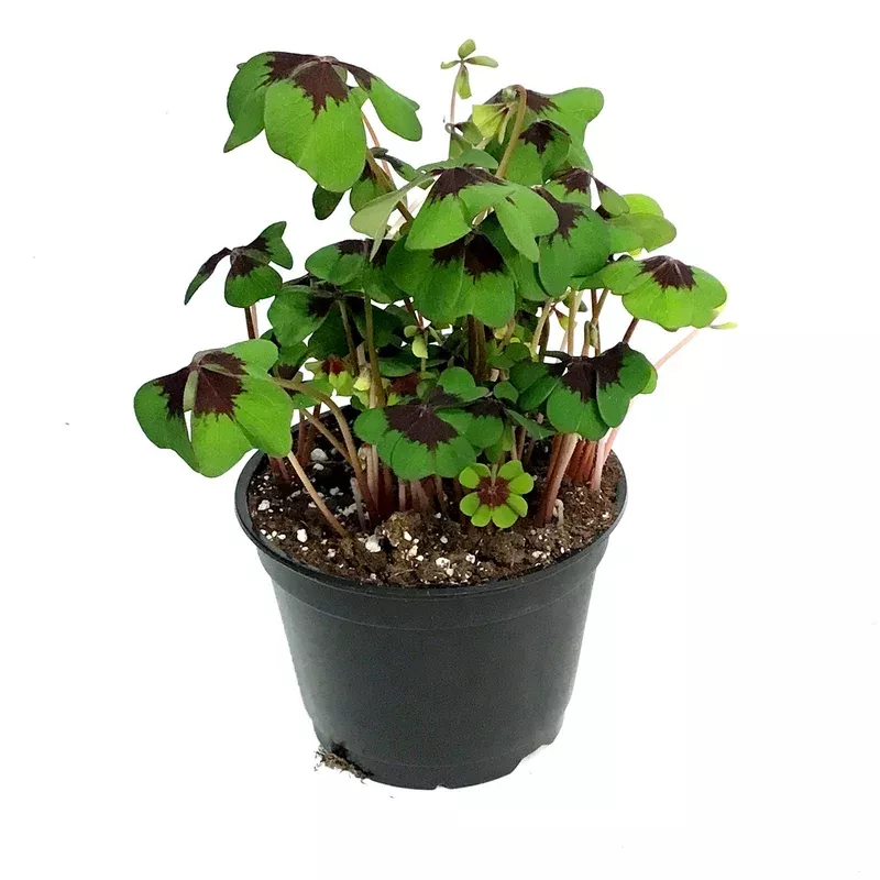 oxalis-6in-iron-cross Oxalis 6in Iron Cross