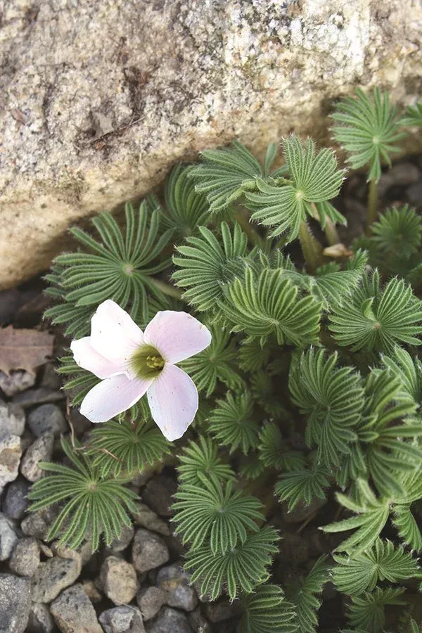 Oxalis palmifrons