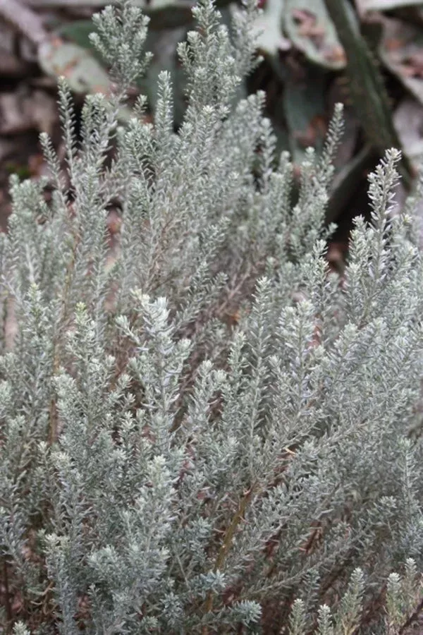 Ozothamnus ‘Western Hills’