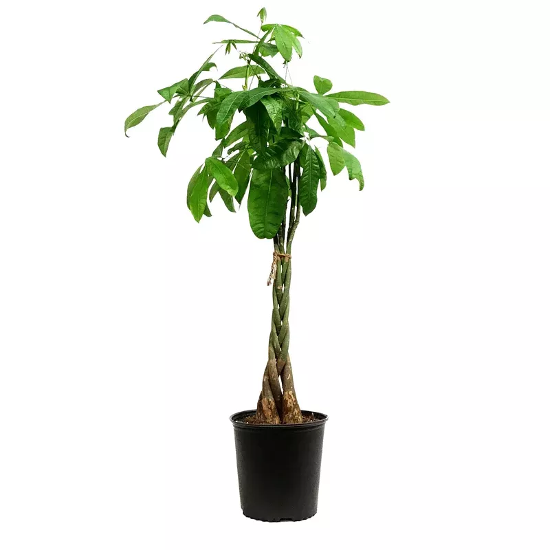 pachira-10in-money-tree-braid Pachira 10in Money Tree Braid