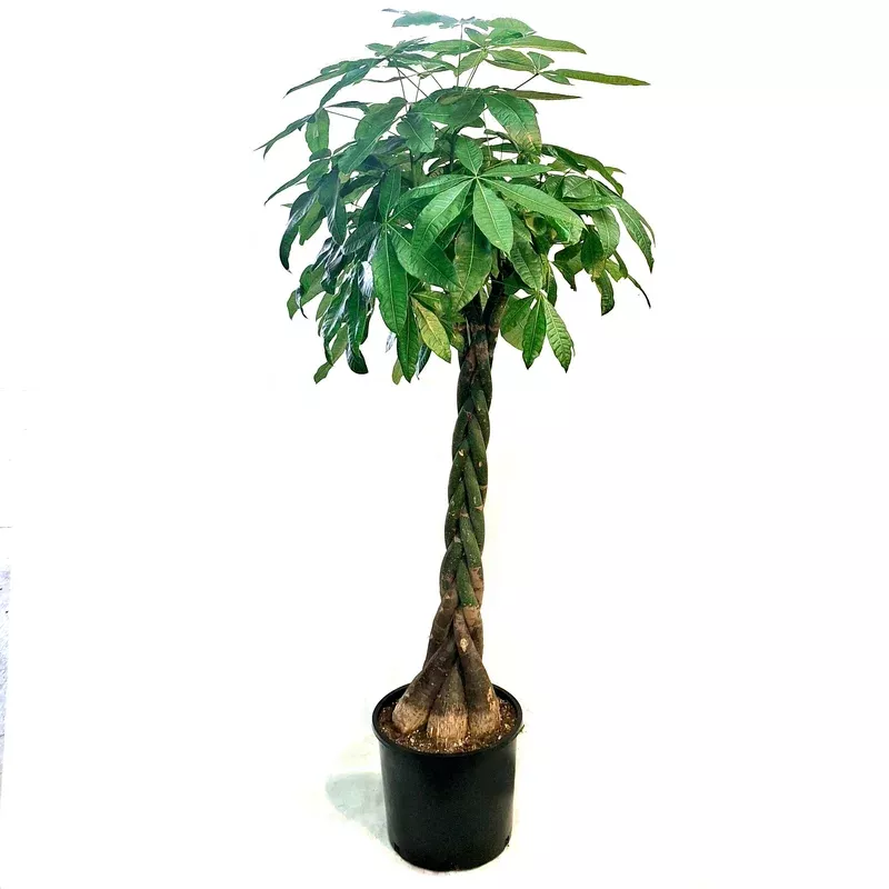 Pachira 14in Money Tree Braid