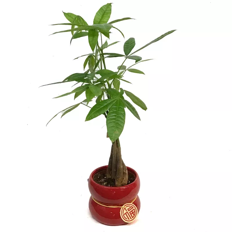 Pachira 5in Money Tree Braid Red Deco Pot