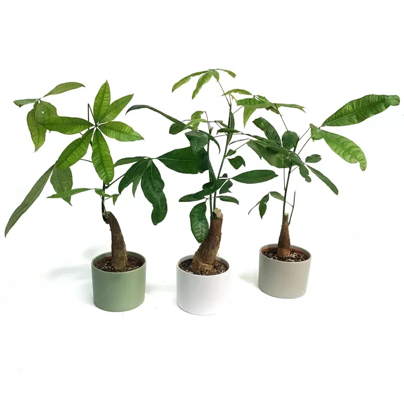 pachira-6in-money-tree-braid-in-ceramic-pot Pachira 6in Money Tree Braid in Ceramic Pot