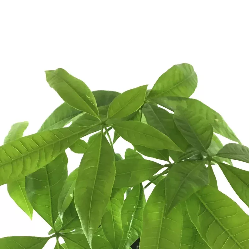 Pachira 6in Money Tree Braid