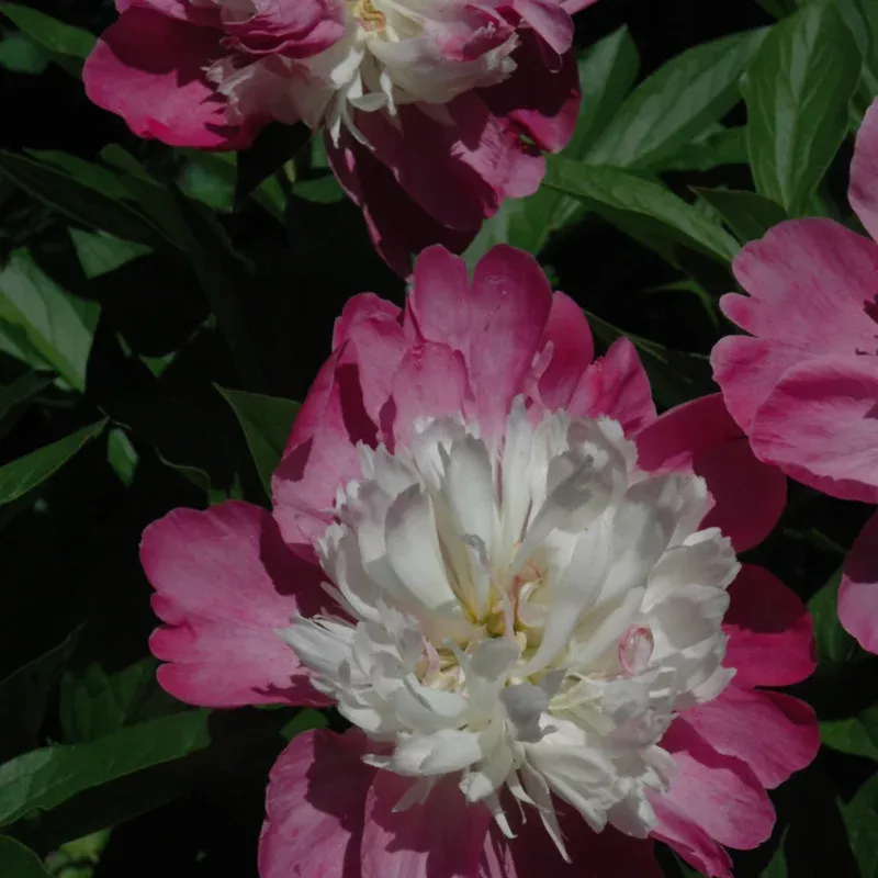 Paeonia ‘Gay Paree’