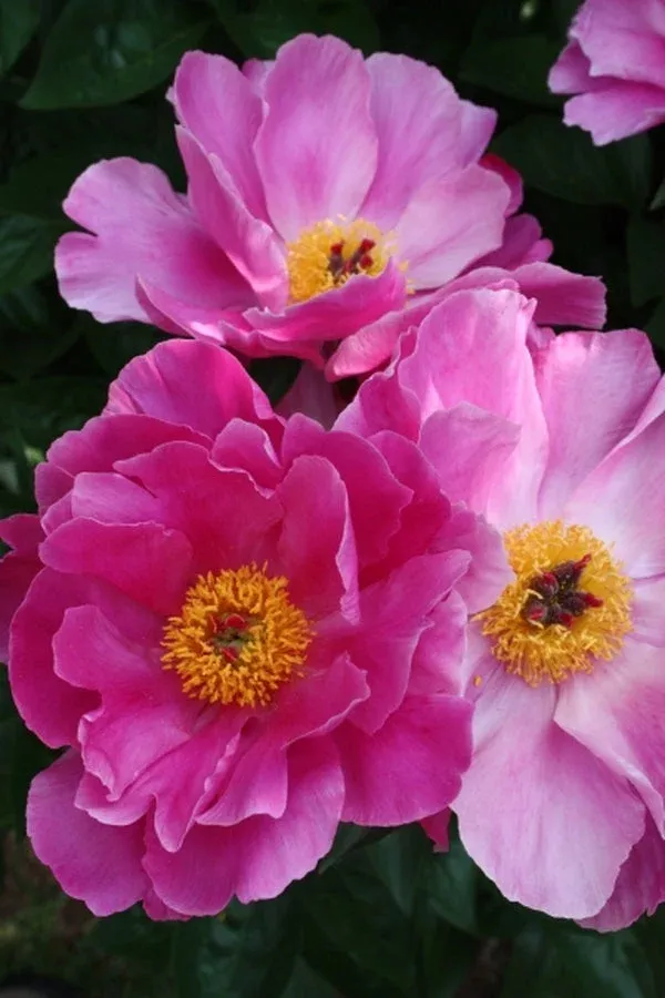 paeonia-magenta-gem Paeonia ‘Magenta Gem’