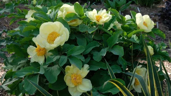 paeonia-mlokosewitschii Paeonia mlokosewitschii