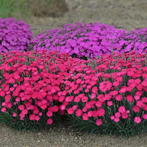 Paint the Town Magenta Pinks Dianthus