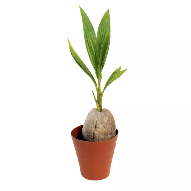 palm-6in-coconut-green-malayan-dwarf Palm 6in Coconut Green Malayan Dwarf