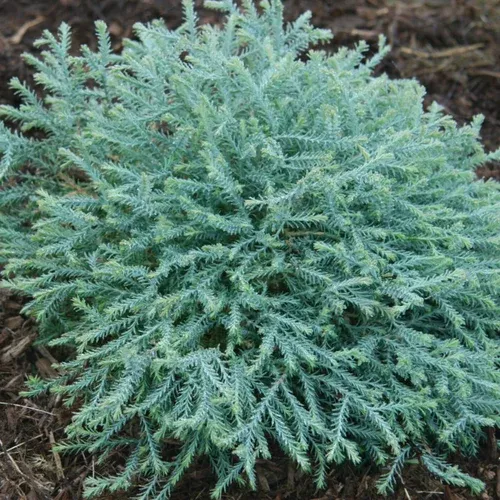 pancake-arborvitae Pancake Arborvitae