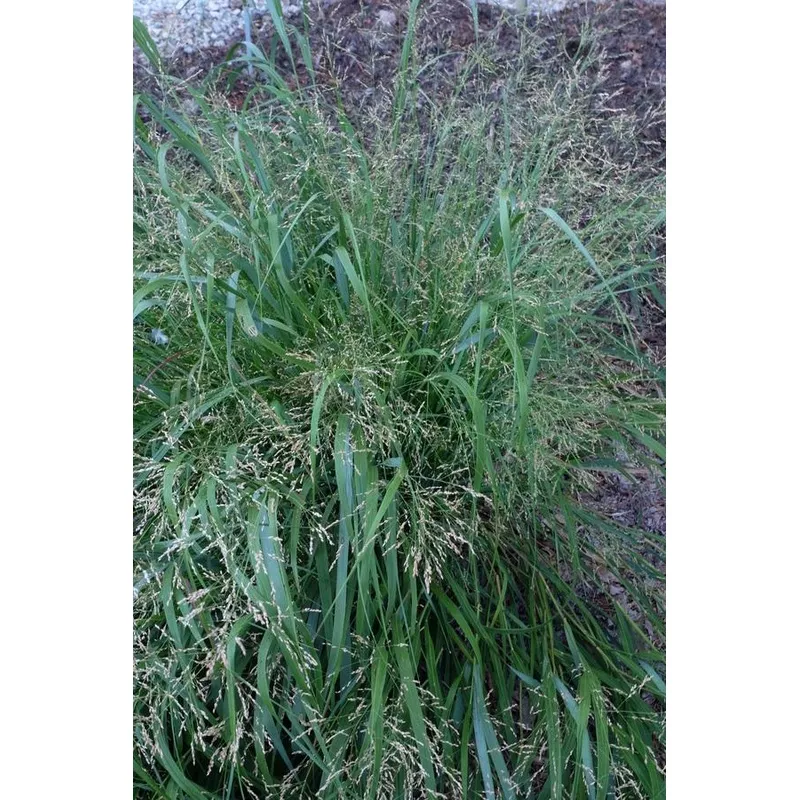 panicum-virgatum-cape-breeze Panicum virgatum ‘Cape Breeze’