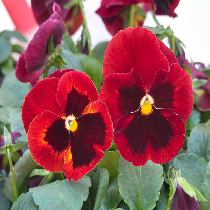 pansy-matrix-red-with-blotch-jumbo-6-pack PANSY MATRIX RED WITH BLOTCH – JUMBO 6 PACK