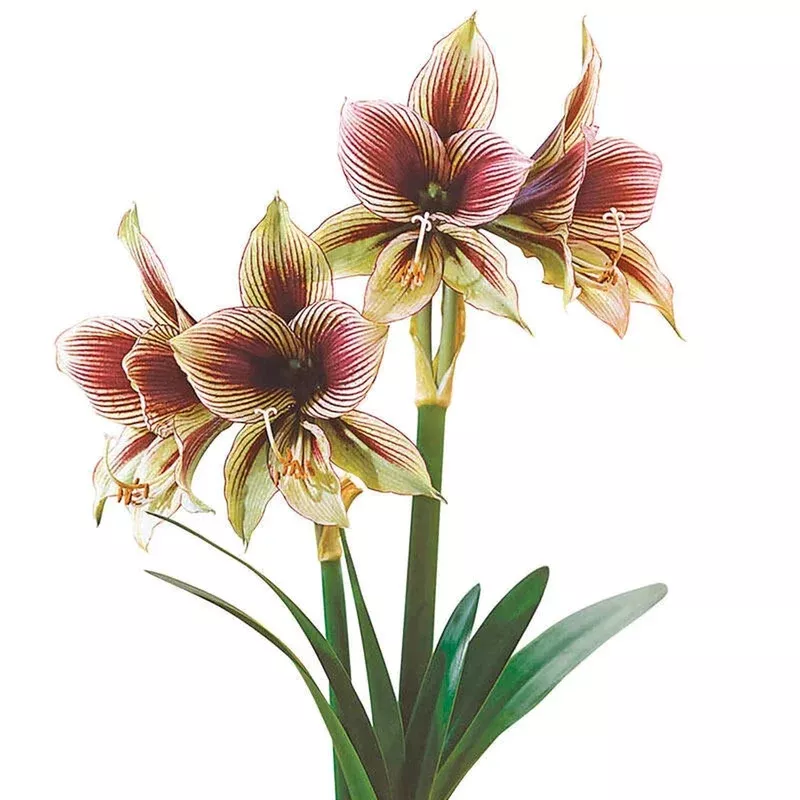 papilio-amaryllis-bulb Papilio Amaryllis Bulb