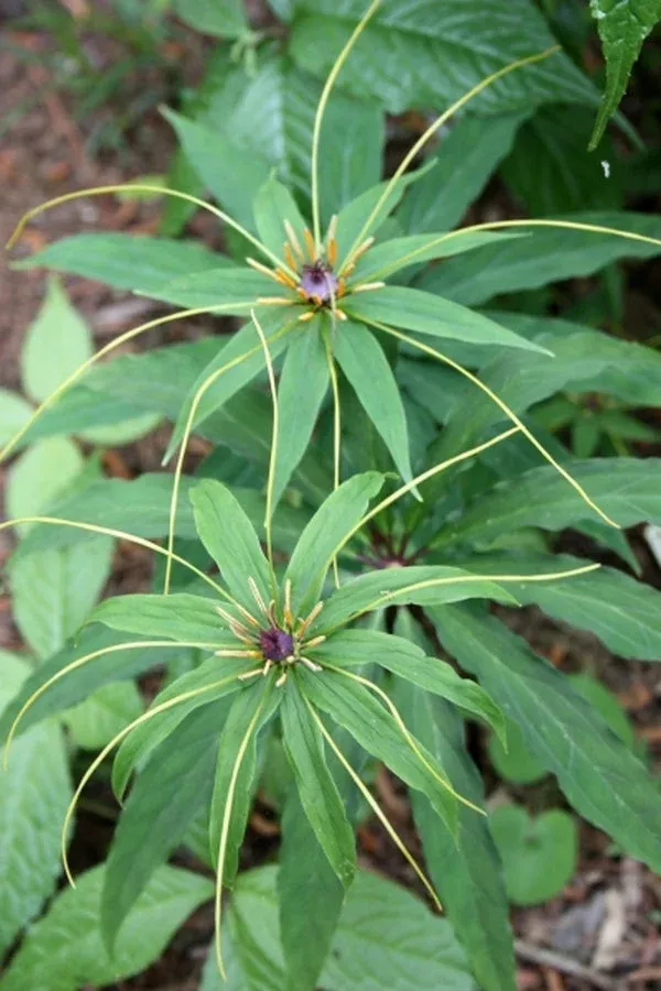 paris-polyphylla Paris polyphylla
