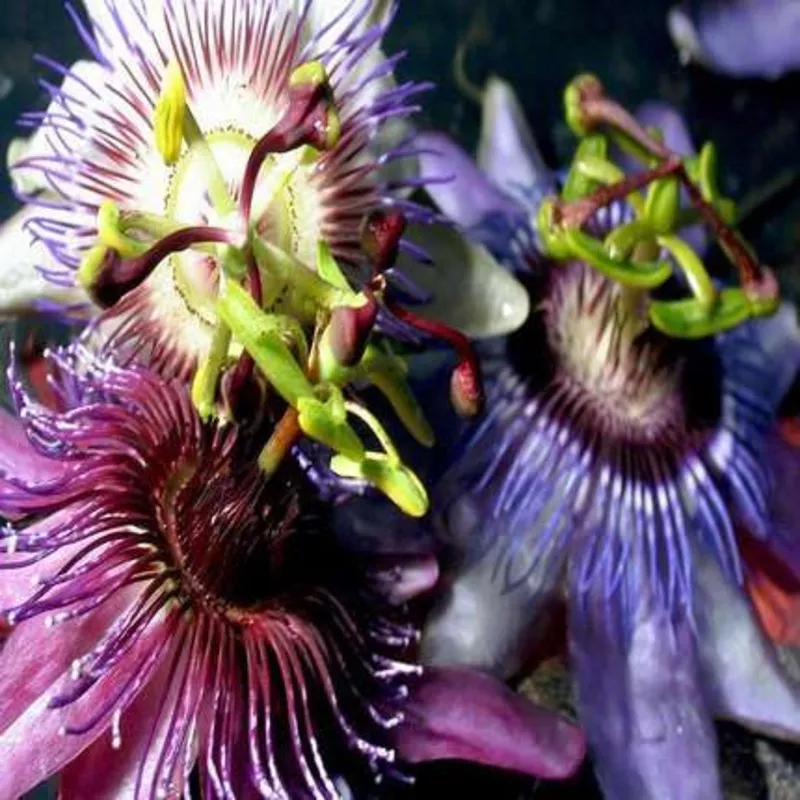 passiflora-mixed-flower Passiflora Mixed Flower