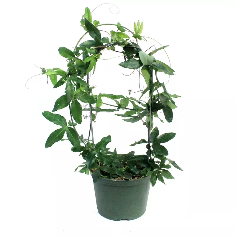 Passion Flower 6in Hoop