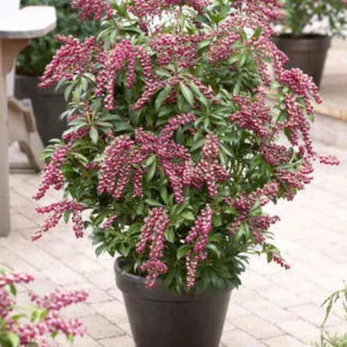 passion-pieris Passion Pieris