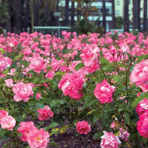 passionate-kisses-rose Passionate Kisses Rose