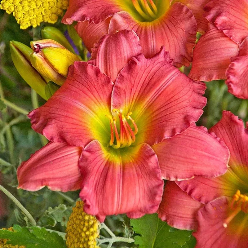passionate-returns-reblooming-daylily Passionate Returns Reblooming Daylily
