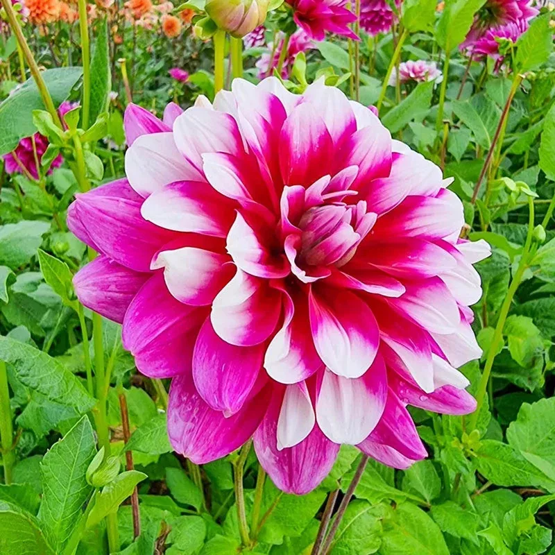 patches-dahlia Patches Dahlia