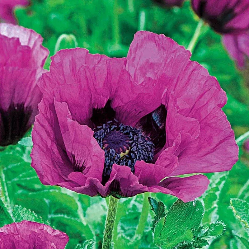 patty-s-plum-poppy Patty’s Plum Poppy