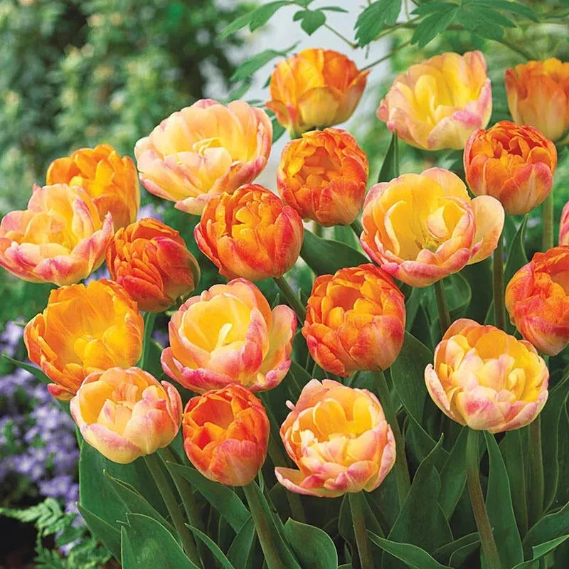 peach-melba-tulip-duet Peach Melba Tulip Duet™