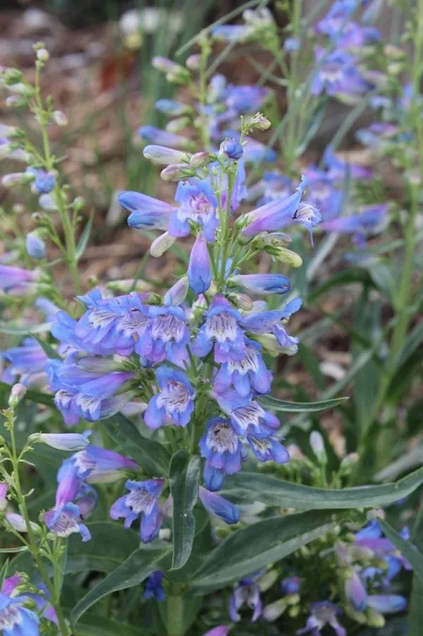 penstemon-delfts-blue-riding-hood-pp-23-065 Penstemon ‘Delfts Blue Riding Hood’ PP 23,065
