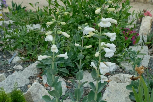 penstemon-grandiflorus Penstemon grandiflorus