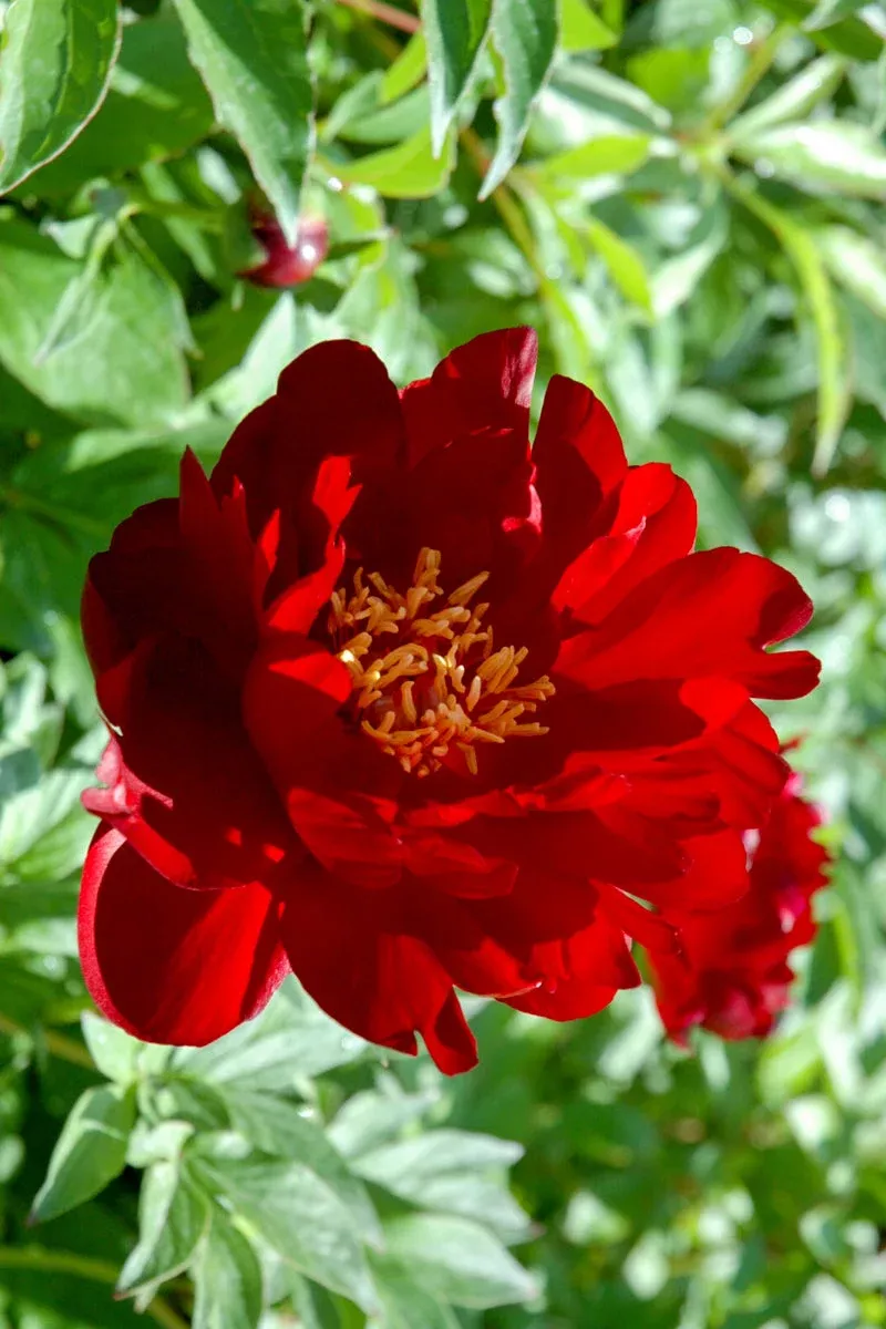 peony-buckeye-belle Peony, Buckeye Belle