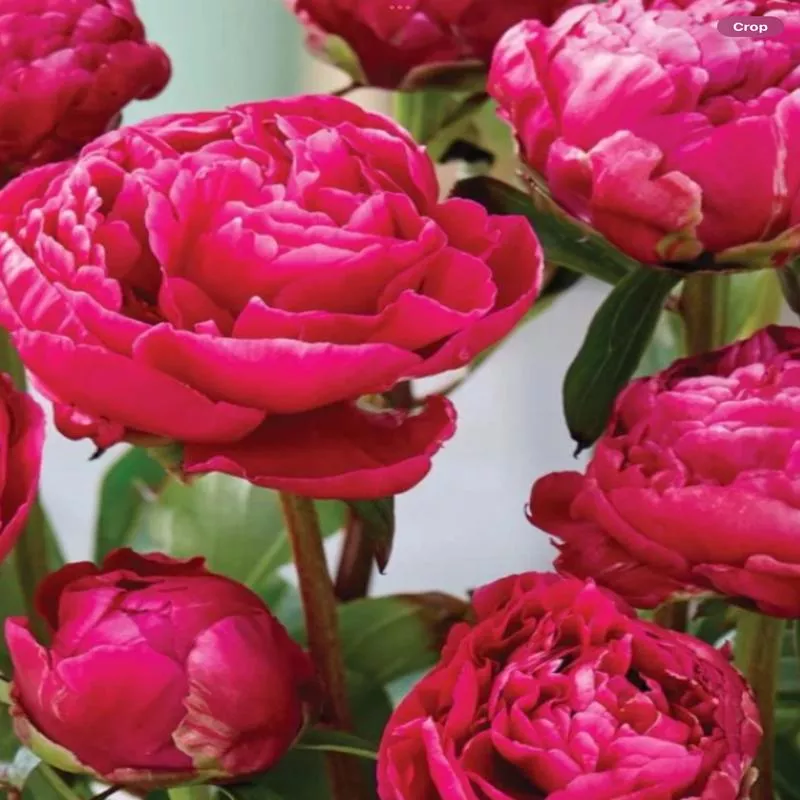 Peony ‘London’
