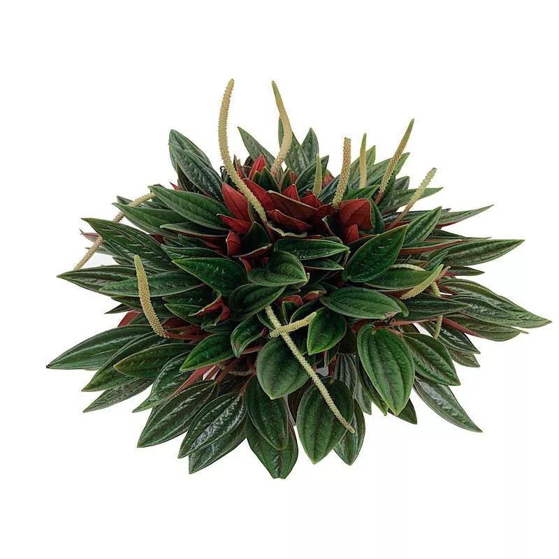 Peperomia caperata ‘Rosso’6 inch