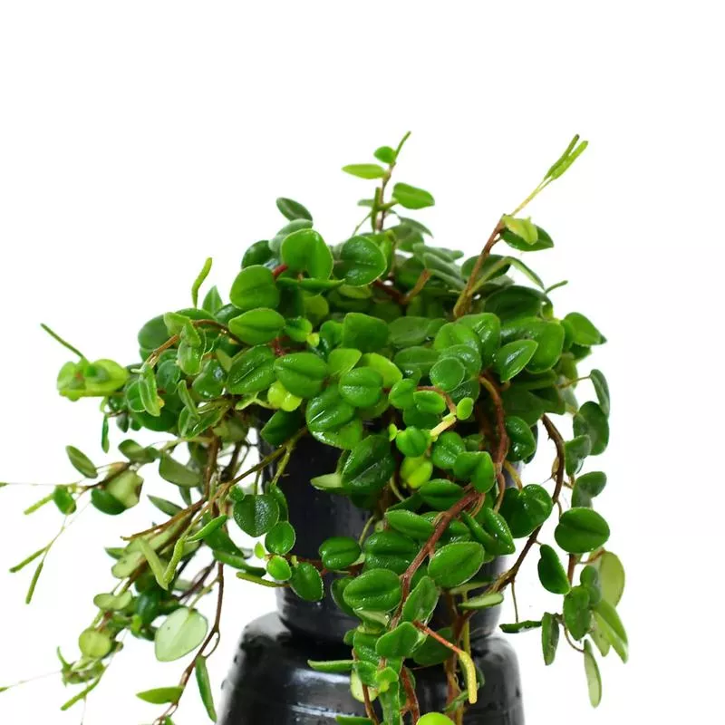 Peperomia sp ‘Loreto’