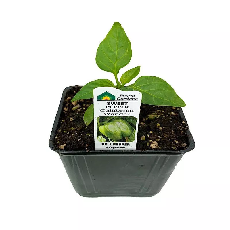 Pepper ‘California Wonder’