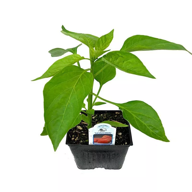 Pepper ‘Mandarin’ 4 Inch