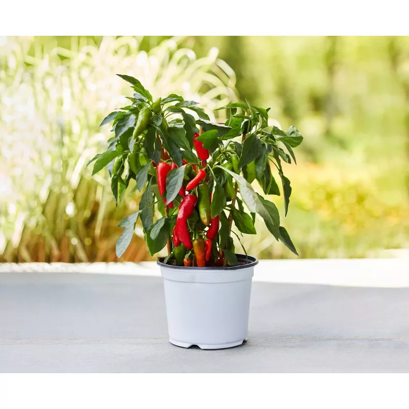 Pepper Plant – 1 Gallon